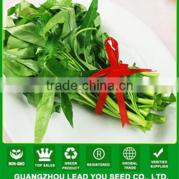 NWS03 Mafan hot sale leaf vegetable seeds, water spinach seeds