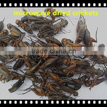 High Protein Microwave Dried Crickets photo-5