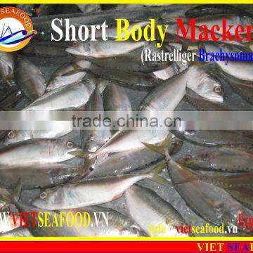 FROZEN SHORT BODY MACKEREL WHOLE ROUND photo-3