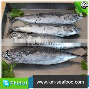 China Manufacturer Fresh Frozen Bonito Fish For Sale