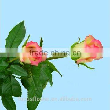 High quality red velvet Fresh Cut Foliage Glass Love Roses hopeshow with 20stems/bundle from Kunmming