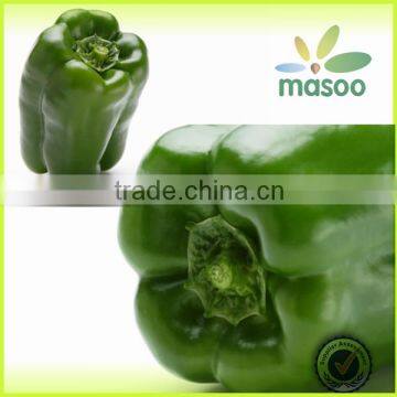 fresh green pepper export price