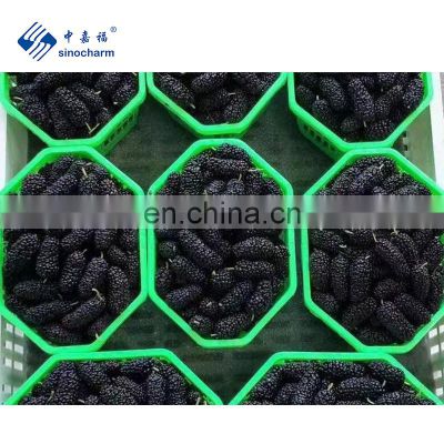 Top Quality New Crop BRC-A Certified IQF Frozen Mulberry