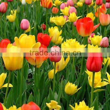 Durable OEM tulip farm directly wholesale