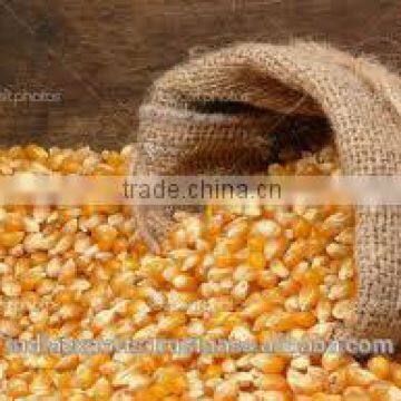 MAIZE / CORN