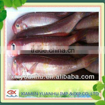 Frozen Red Horsehead Fish