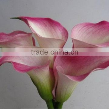 Fresh best selling fresh cut calla lilies