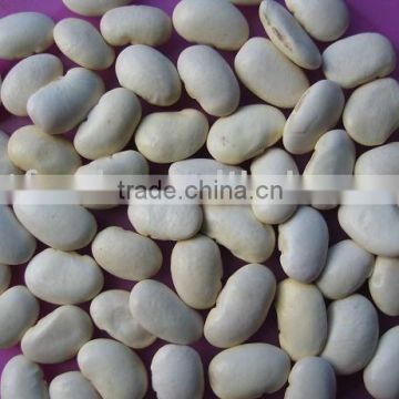 white kidney bean