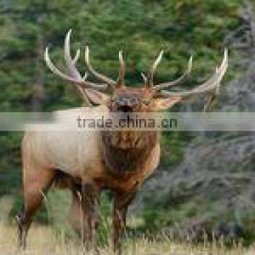 Elk Calling Photo License Plate