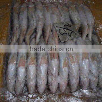 FROZEN SILVER CROAKER, T.T CROAKER, YELLOW CROAKER FISH photo-2