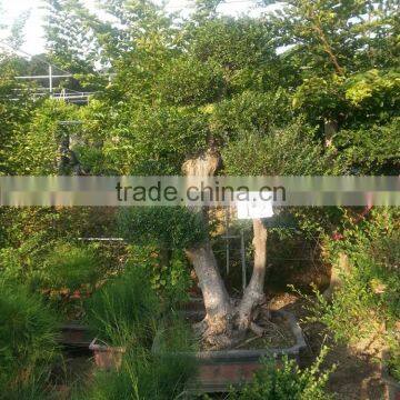 Sale Ulmus Pumila for Outdoor Planting photo-2