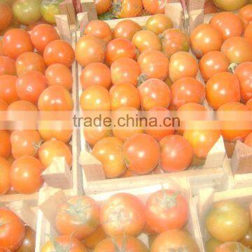 Fresh Tomato photo-2