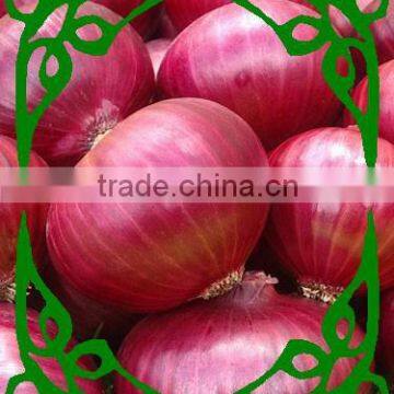 Onion