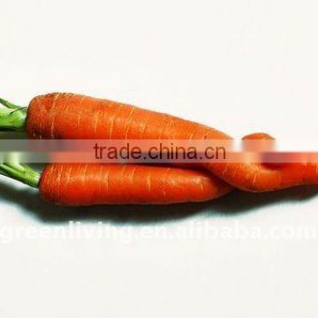 2014 fresh carrot in carton or mesh bag