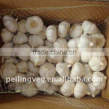 Chinese Fresh Normal white Garlic HOT!!