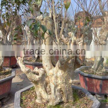 Lagerstroemia Indica L. Nursery