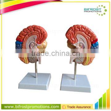 Colorized Handmade Anatomical Human Organs Brain Model