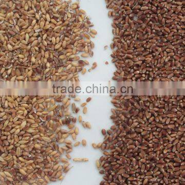 High Capacity CCD Wheat Color Sorter With Resort Configuration photo-3