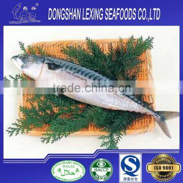 Frozen Fish Pacific Mackerel 80-100pcs/10kg photo-2