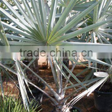 Bismarckia Nobilis - From 75/100 Plant Height in 8 Liters Pot photo-5