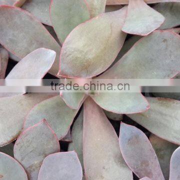 Succulent Plant Echeveria Afterglow, Decorative Plants Echeveria, Succulent Plants, Tropical Plants