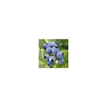 Bilberry Extract sweetyhuir(at)hotmail(dot)com