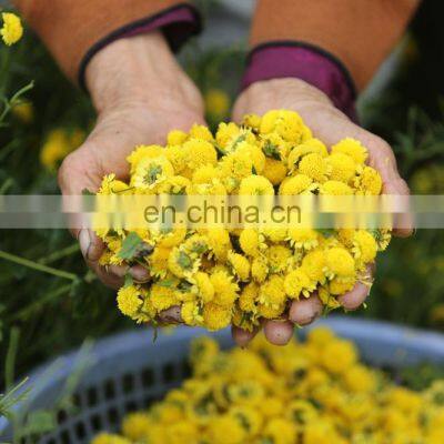 100% Natural Daisy Flower Tea/Hrysanthemum Flower From Vietnam photo-2