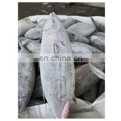 Bonito Tuna for Export Import photo-2