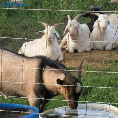 Barrière en treillis métallique à haute sécurité fabriquée à partir de fil d'acier au carbone faible avec revêtement entièrement galvanisé. Fil de clôture pour ferme.