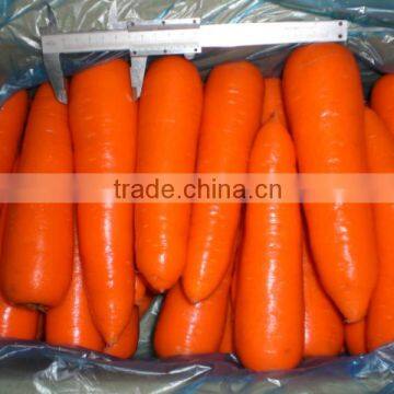 2016 Chinese Fresh Carrot/fresh Carrot/red Fresh Carrot in China