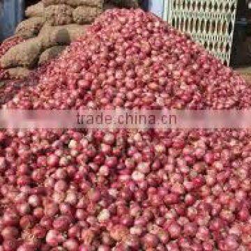 bulk indian Red Onion