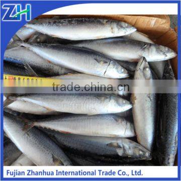 seafrozen pacific mackerel from fuzhou trading company