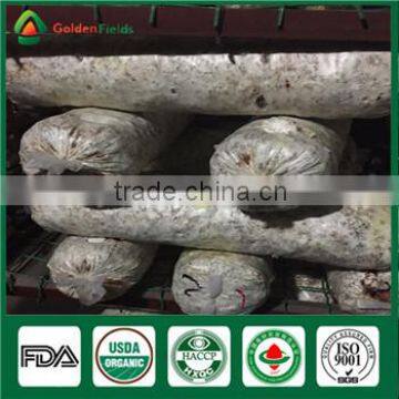 Wholesale Factory Price China Supplier Organic Shiitake Mushroom Growing Kits Bag