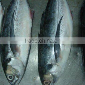 High sale seafood frozen horse mackerel