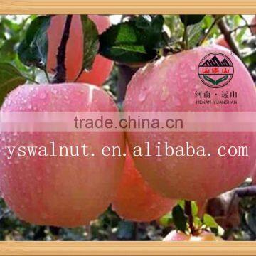 Bulk Fresh Fuji Apple Fruit for Export