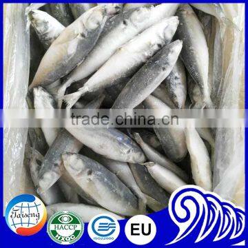 New arrival good quality frozen horse mackerel fish