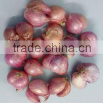 Top Quality Exporters Janda Onion From India