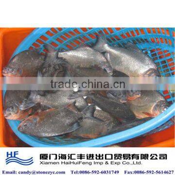 Frozen fresh black pomfret whole round