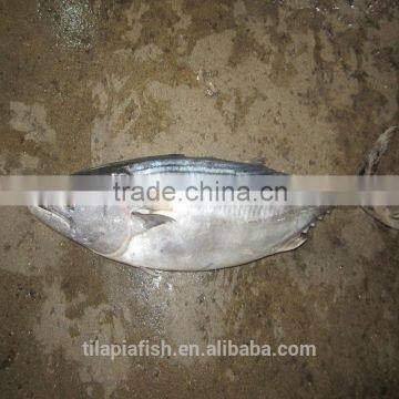 Good price frozen bonito tuna fish for sell