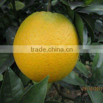 2012 new crop navel orange