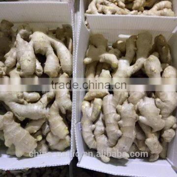 New Crop Chinese Fresh Ginger & Air-dried Ginger Price