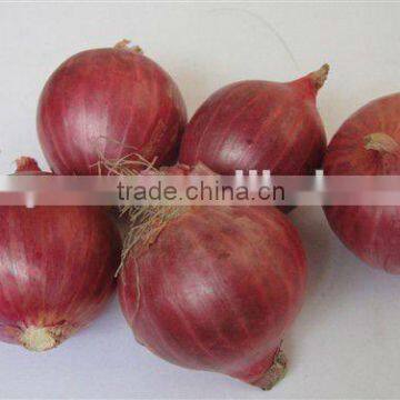 2012 Chinese Fresh onion