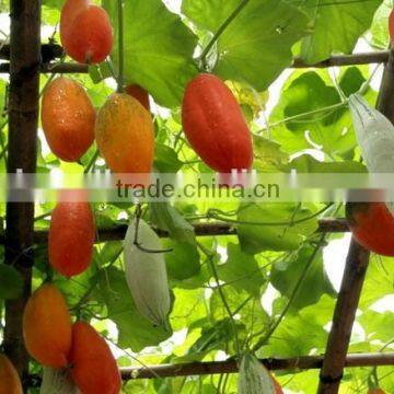 Sale Hybrid Trichosanthes seeds Capparis spinosa seeds Golden Mango Melonfor Growing