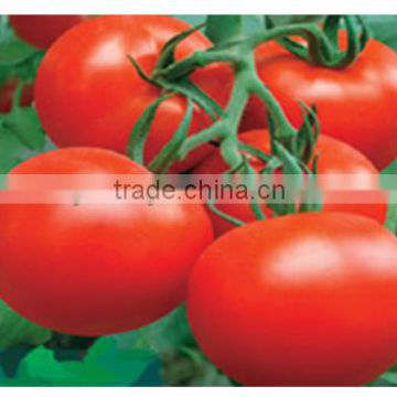 2014 Chinese High Yield Hybrid F1 Big Red Tomato Seeds For Sale-Rui You 223