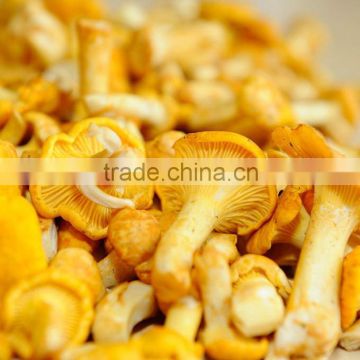 2015 New Arrival Fresh Chanterelle Mushrooms