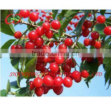 Canned cherry fruit in syrup manufacturer