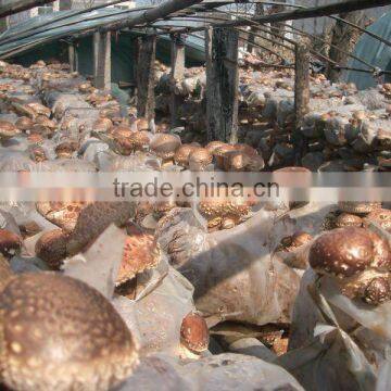 OAKMUSHROOM MYCELIUM