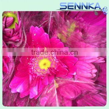 Dolly Fresh Cut Gerbera Flower Natural Gerbera Flower Wholesale Price