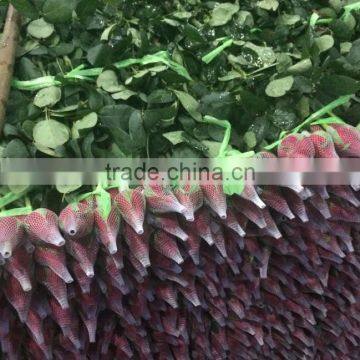 2016 Kunming Fresh Cut Flowers Fresh Cut Roses Wholesale Price photo-3