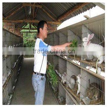 Rabbit Cage In Large Farm